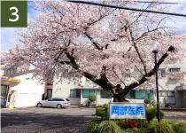 岡部医院正面の一本桜 写真